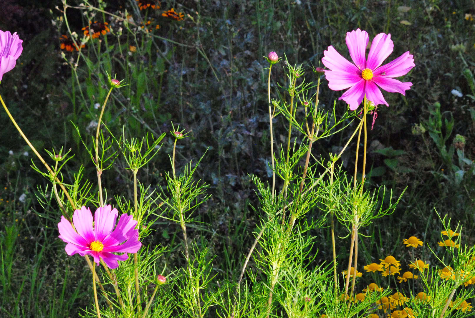 Blumen auf einem Baugrundstück