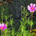 Blumen auf einem Baugrundstück