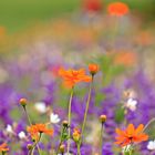 Blumen auf einer Wiese