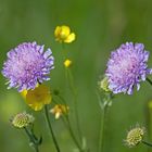 Blumen auf einer Wiese