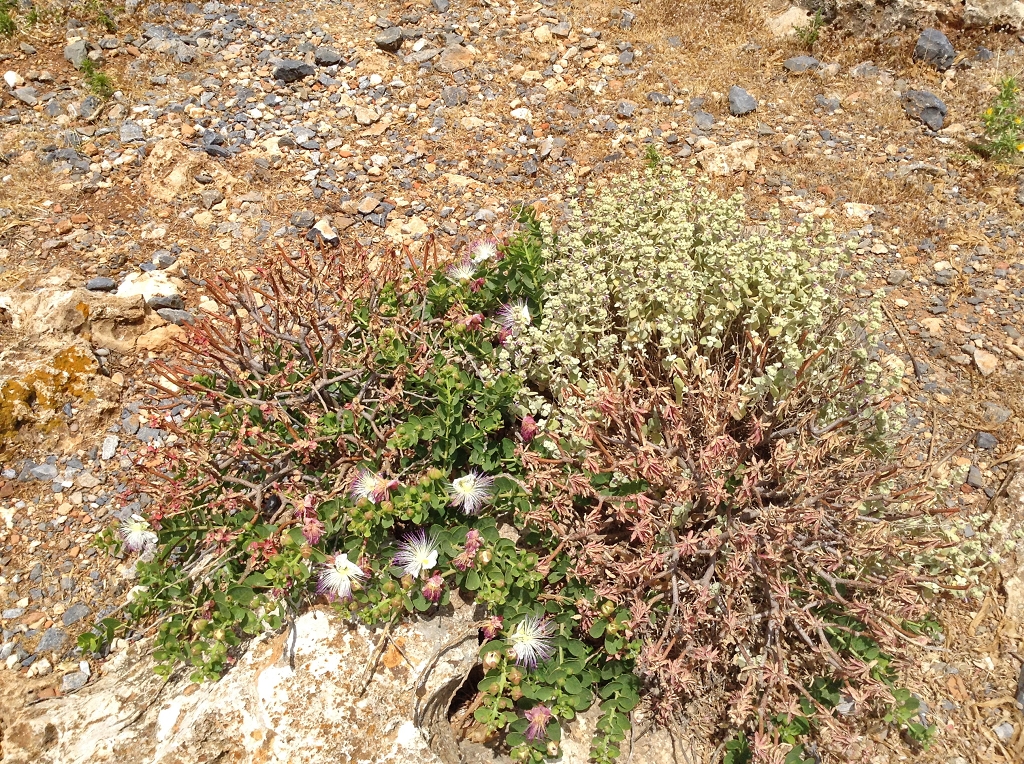 Blumen auf Felsen-Stein