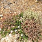 Blumen auf Felsen-Stein