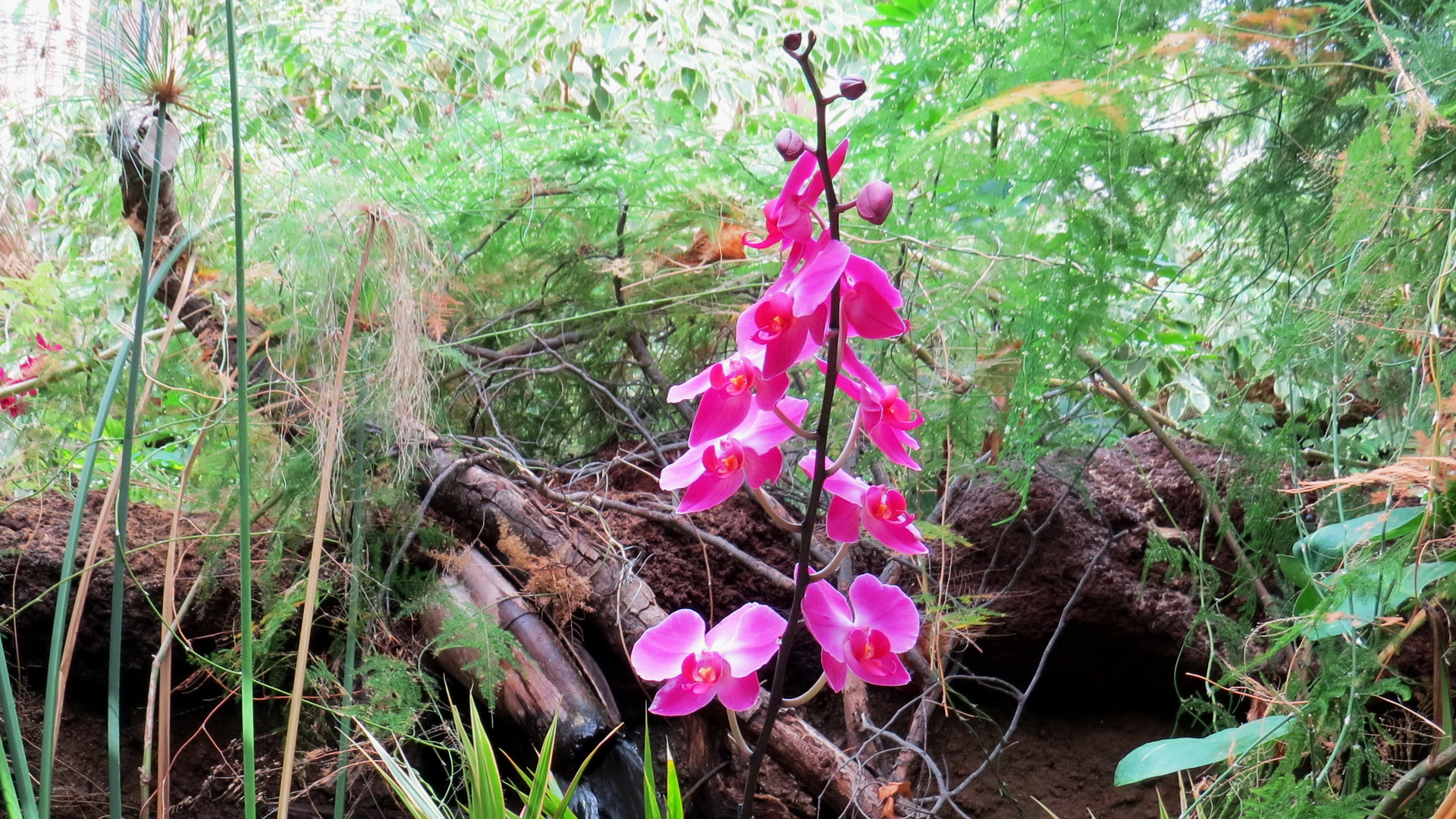 Blumen auf Gran Ganaria  