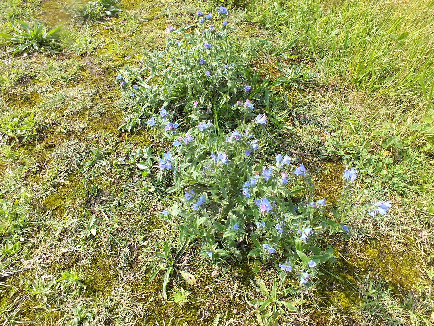 Blumen auf Industriebrache