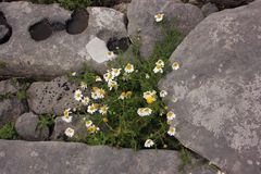 Blumen auf Inisheer