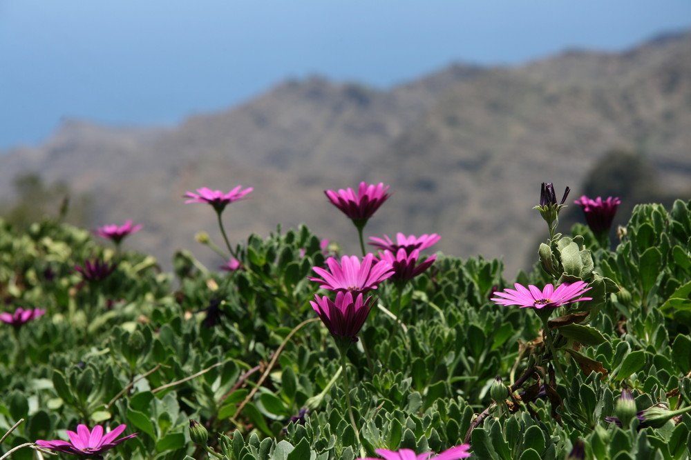 Blumen auf La Gomera