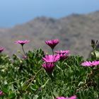 Blumen auf La Gomera