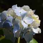 Blumen auf Madeira_2