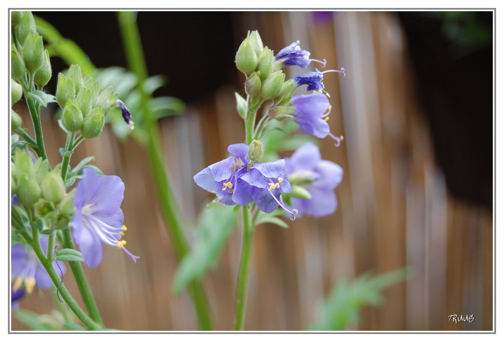 Blumen auf mein Balkon, Sommer 2007!!!