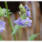 Blumen auf mein Balkon, Sommer 2007!!!