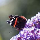 Blumen auf meinem Balkon 12