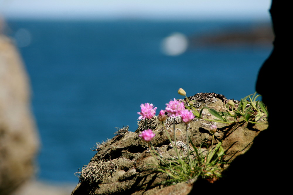 Blumen auf norwegischem Fels I