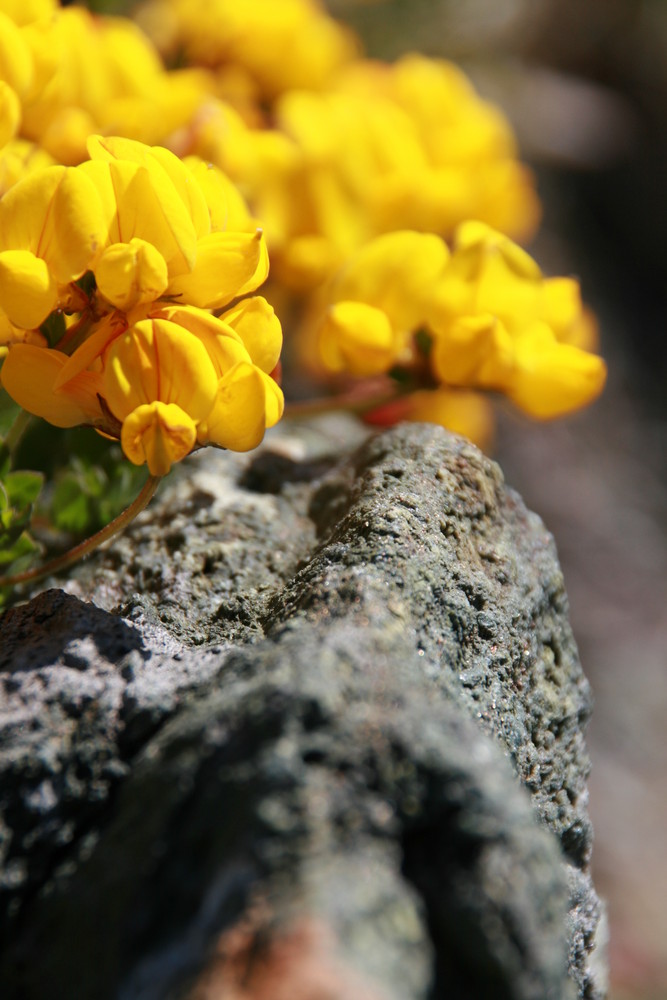 Blumen auf norwegischem Fels II