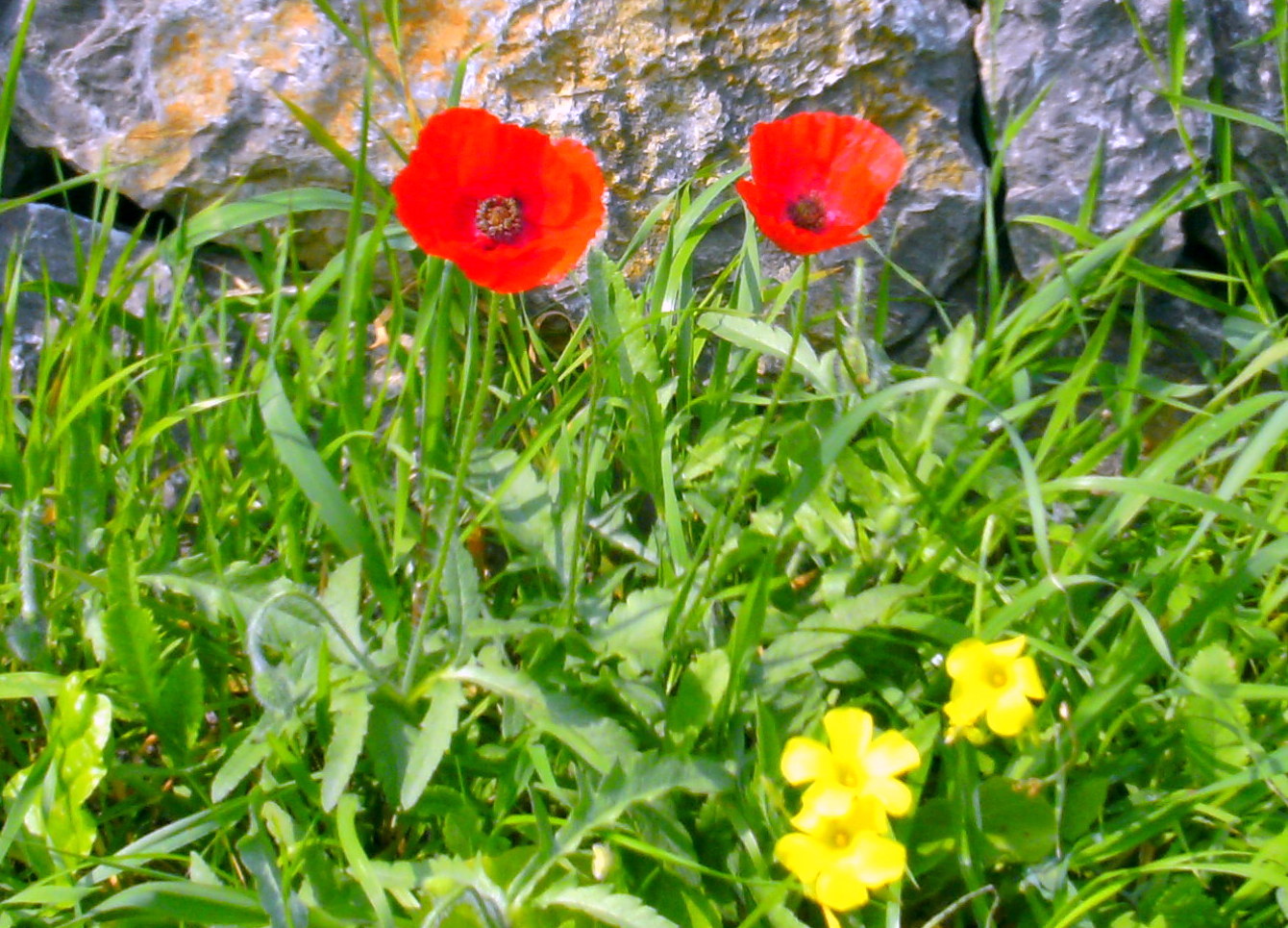 Blumen auf Samos