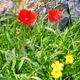 Blumen auf Samos