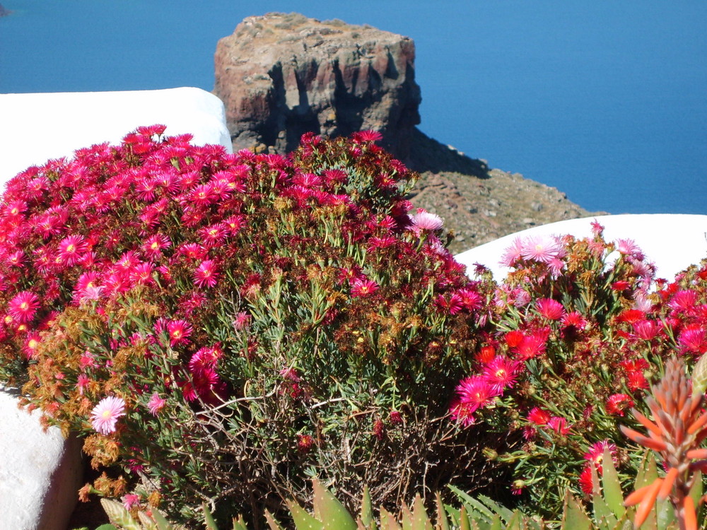 Blumen auf Santorine