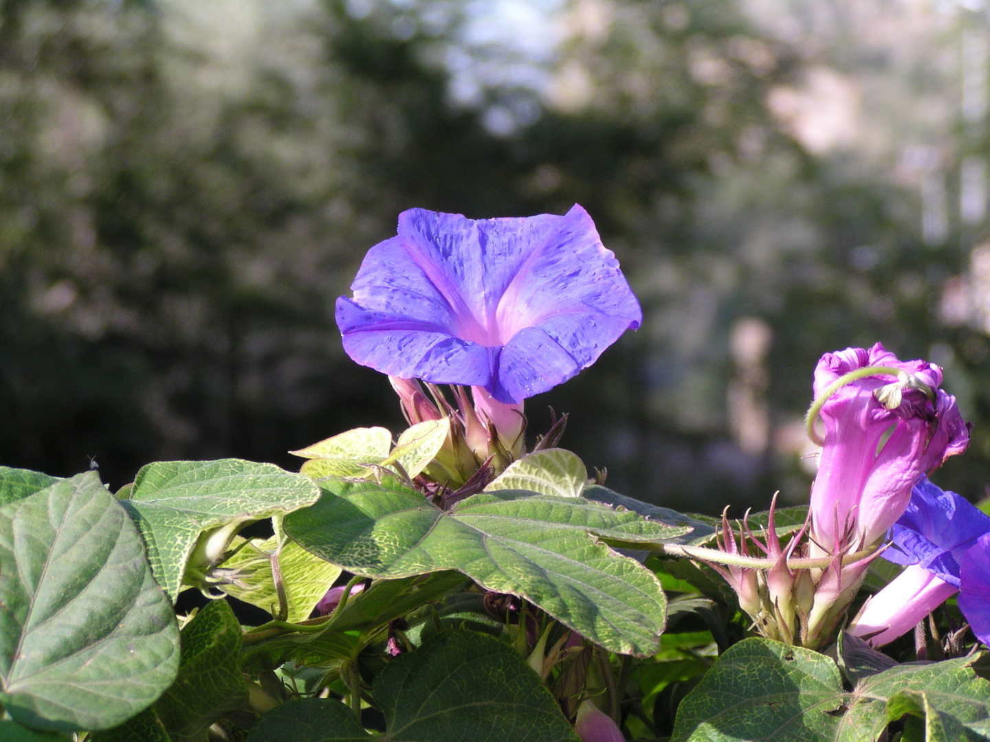 Blumen auf Sizilien geknipst-2