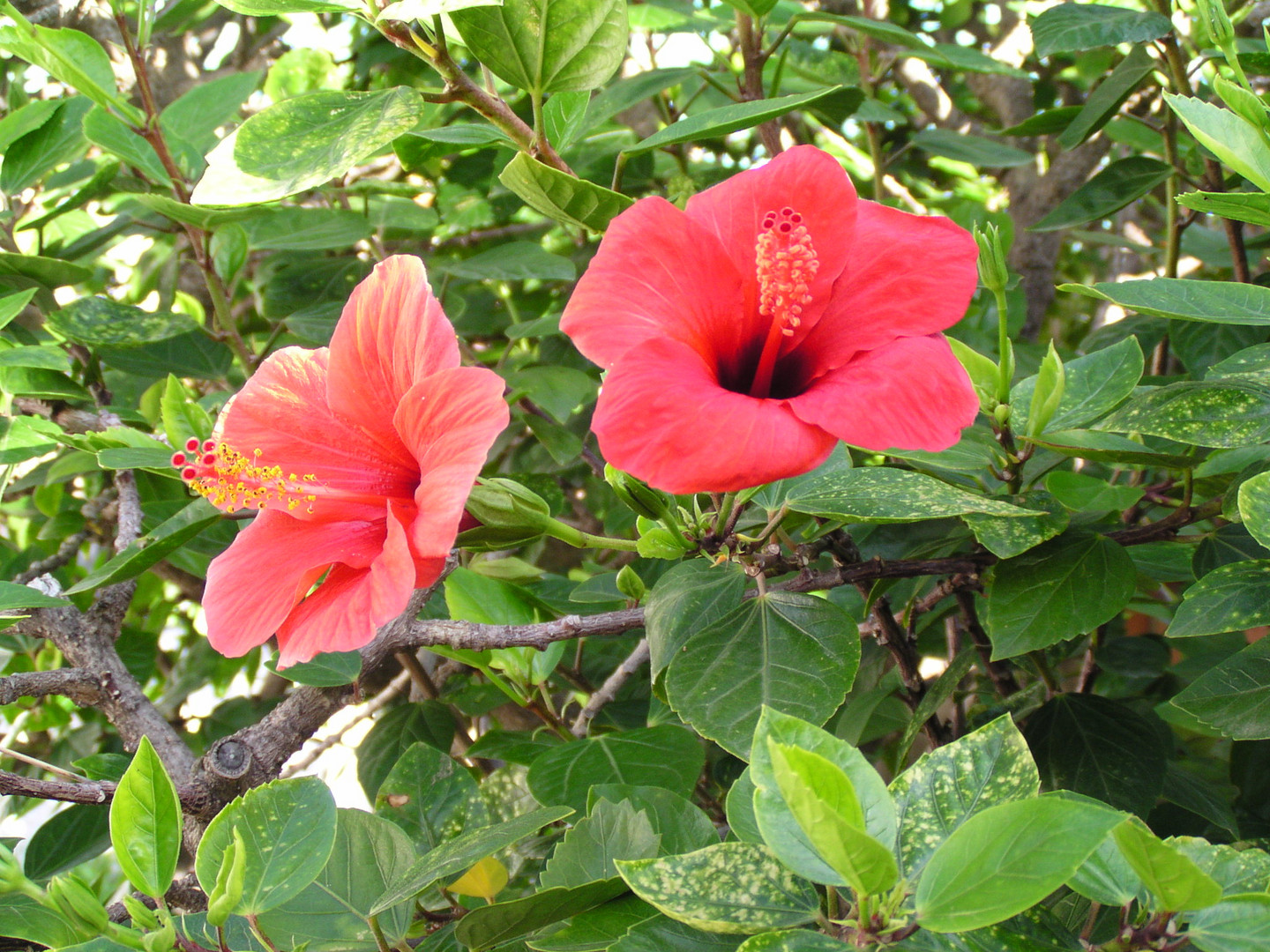 Blumen auf Sizilien geknipst.