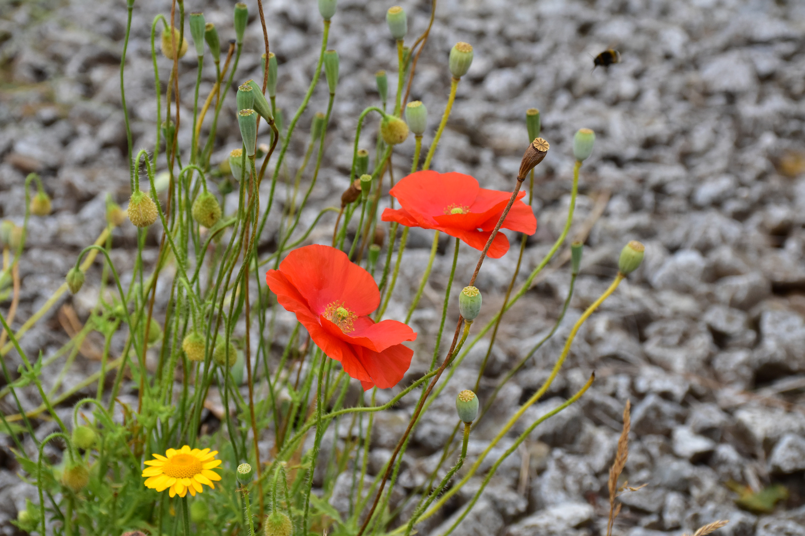 Blumen auf Stein