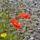 Blumen auf Stein