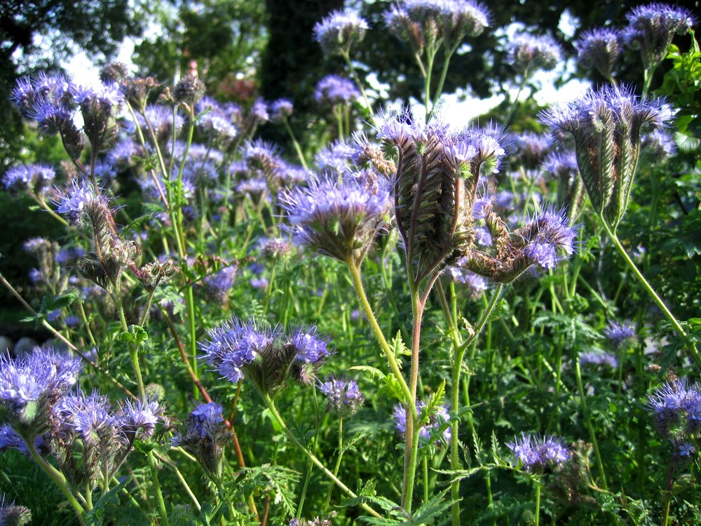 Blumen auf sylt