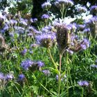 Blumen auf sylt