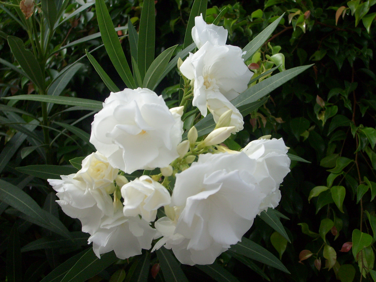 Blumen auf Teneriffa