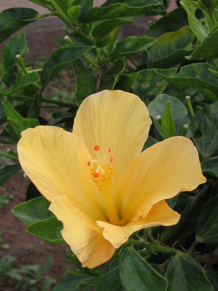 Blumen auf Teneriffa