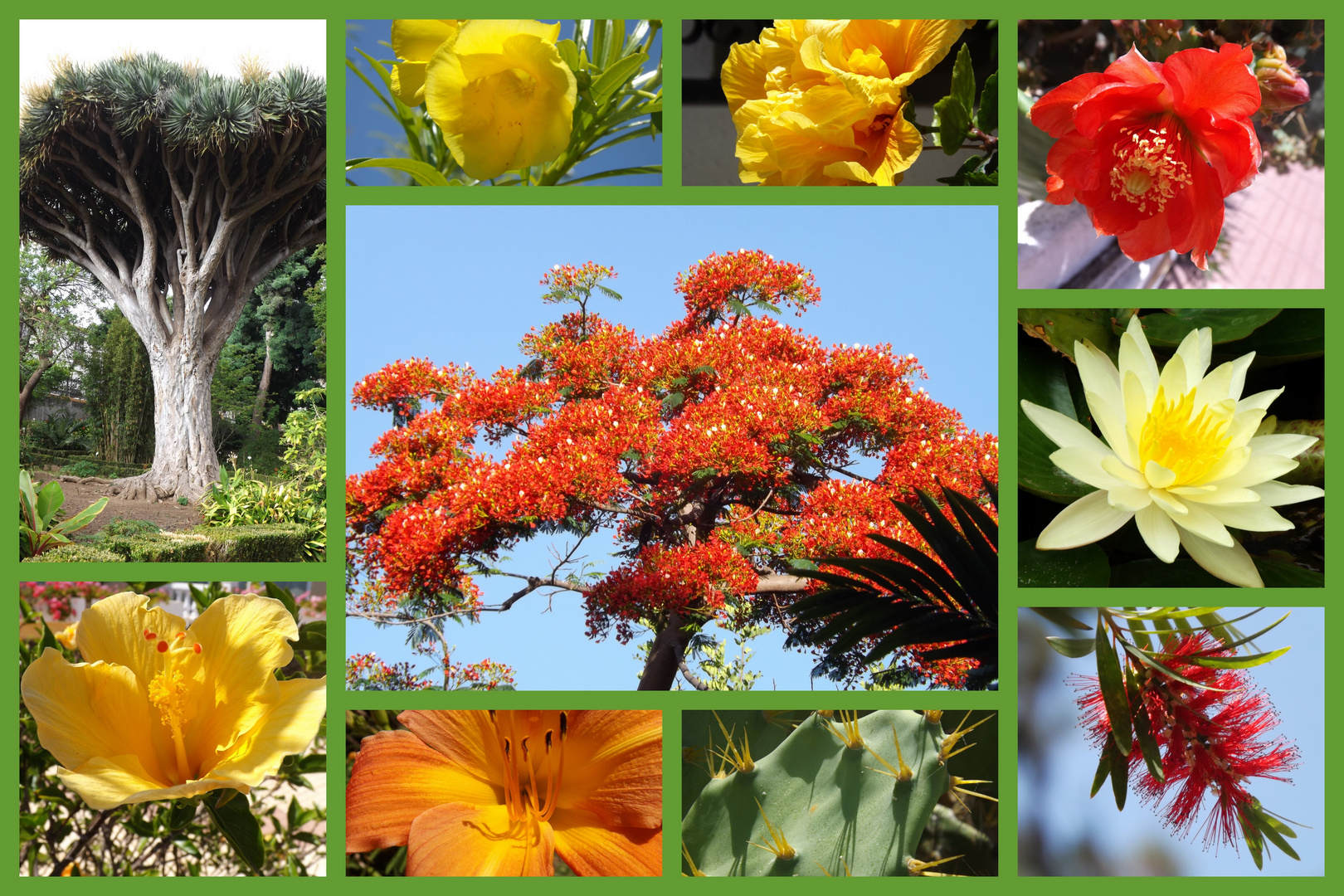 Blumen auf Teneriffa Nr.2