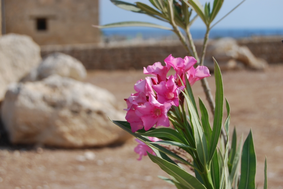 Blumen auf Zypern