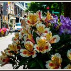 Blumen aus Amsterdam