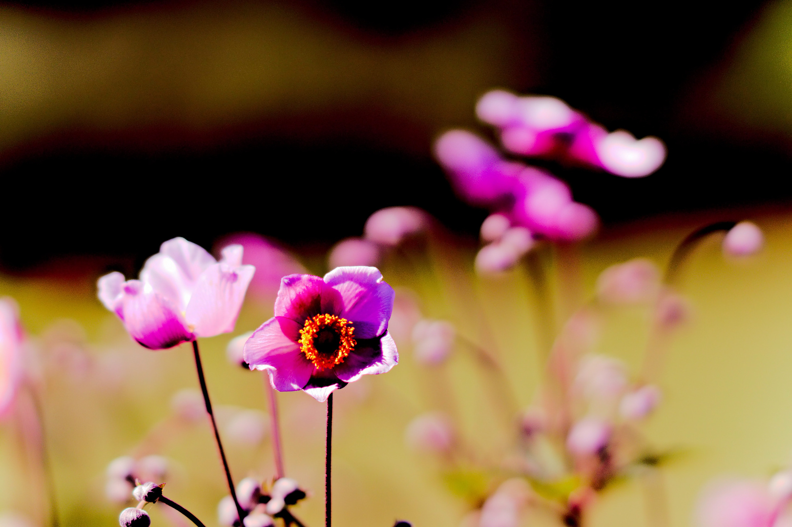 Blumen aus Annes Garten