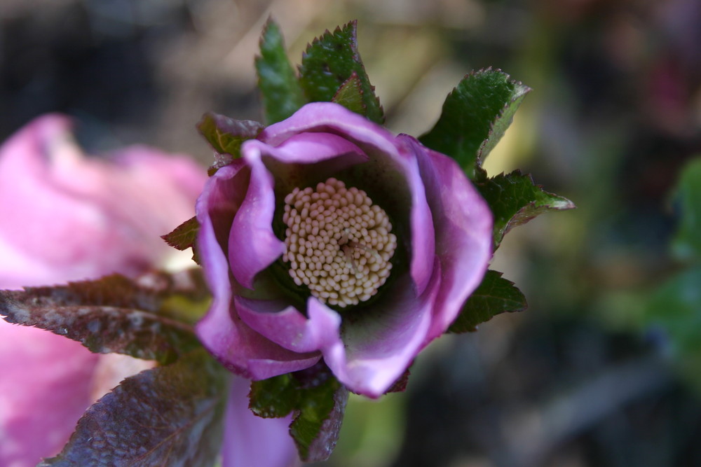 Blumen aus Baden