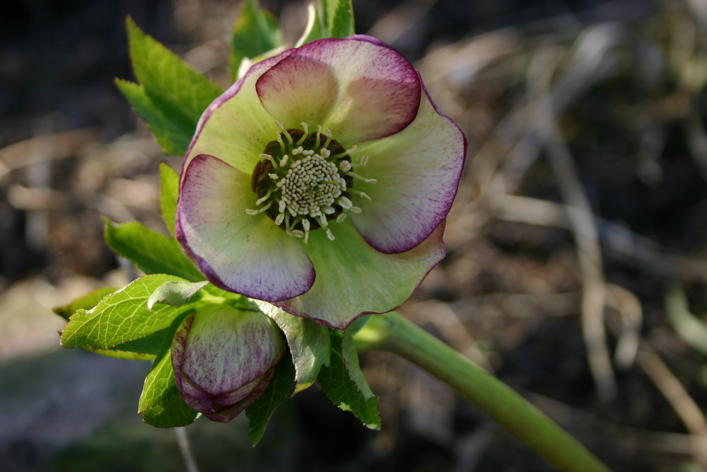 Blumen aus Baden (2)