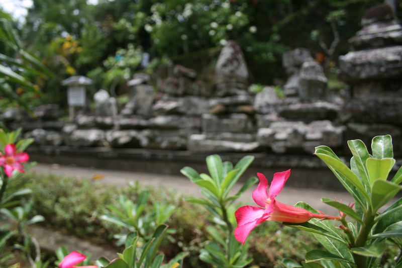 Blumen aus Bali