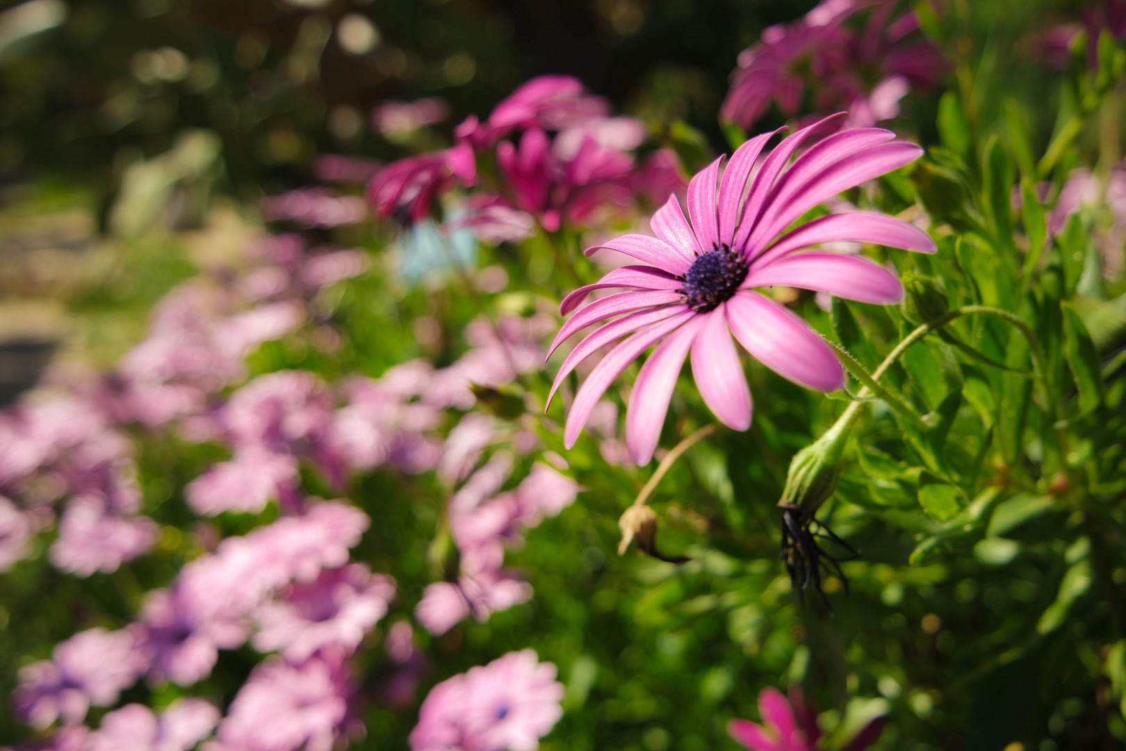 Blumen aus Cagliari