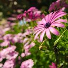 Blumen aus Cagliari