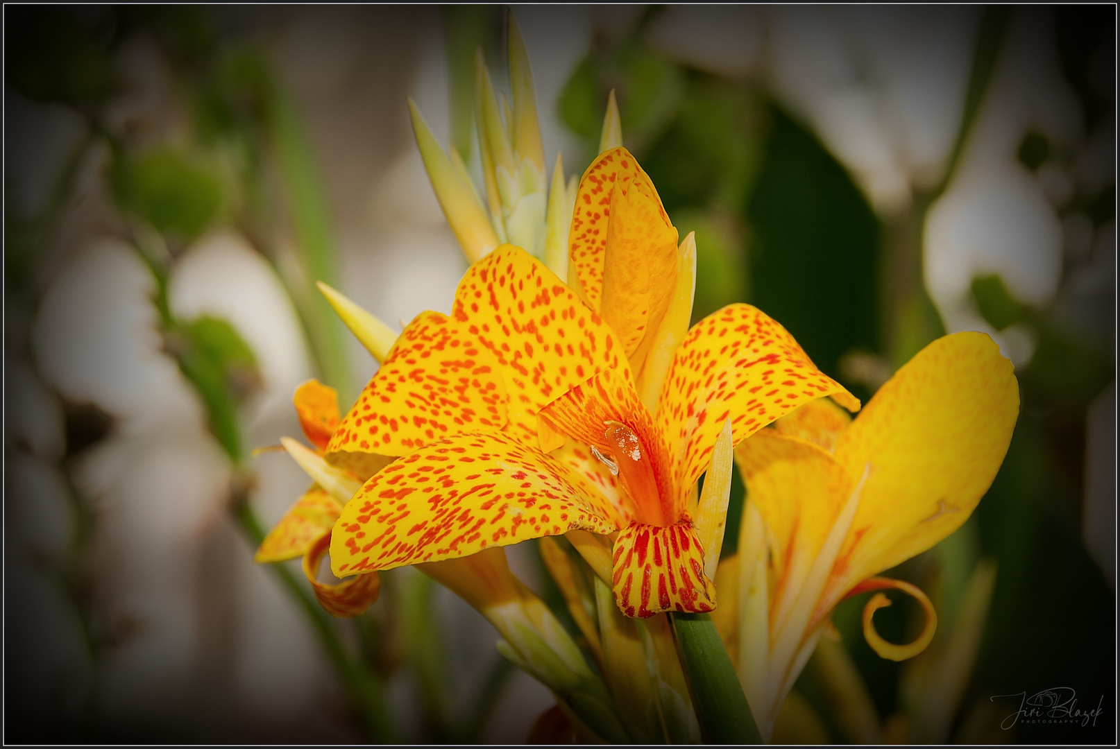 Blumen aus Centrum Wien