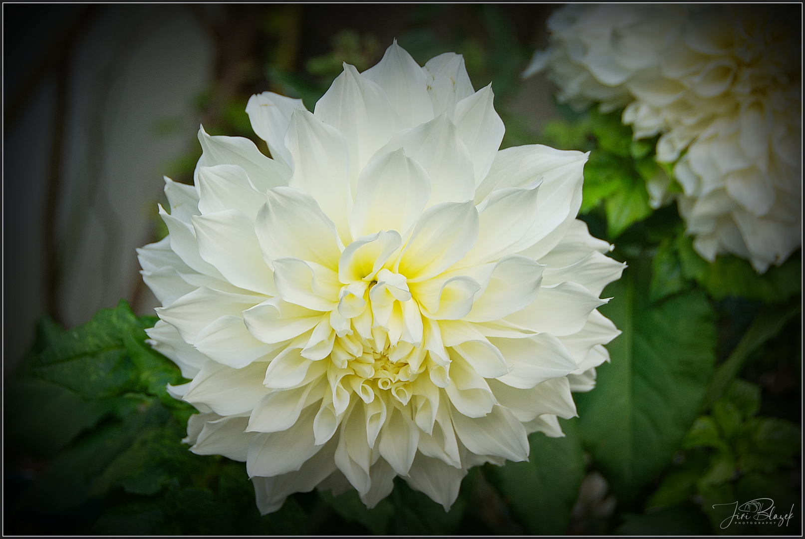 Blumen aus Centrum Wien