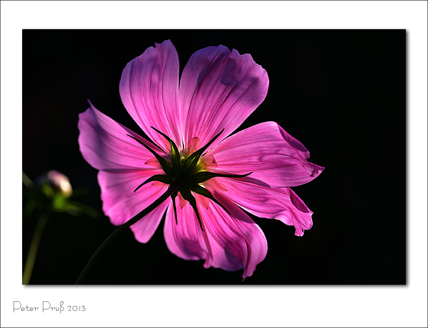 Blumen aus dem Garten meiner Frau (3)