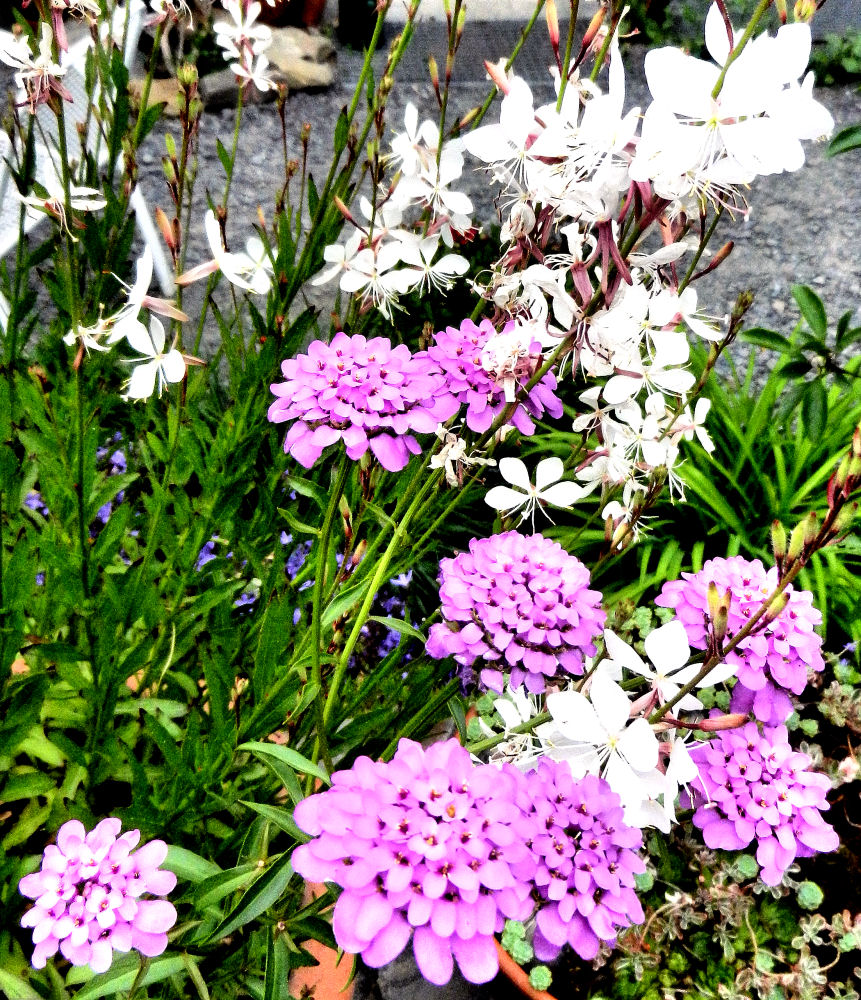 Blumen aus dem Sommerarchiv