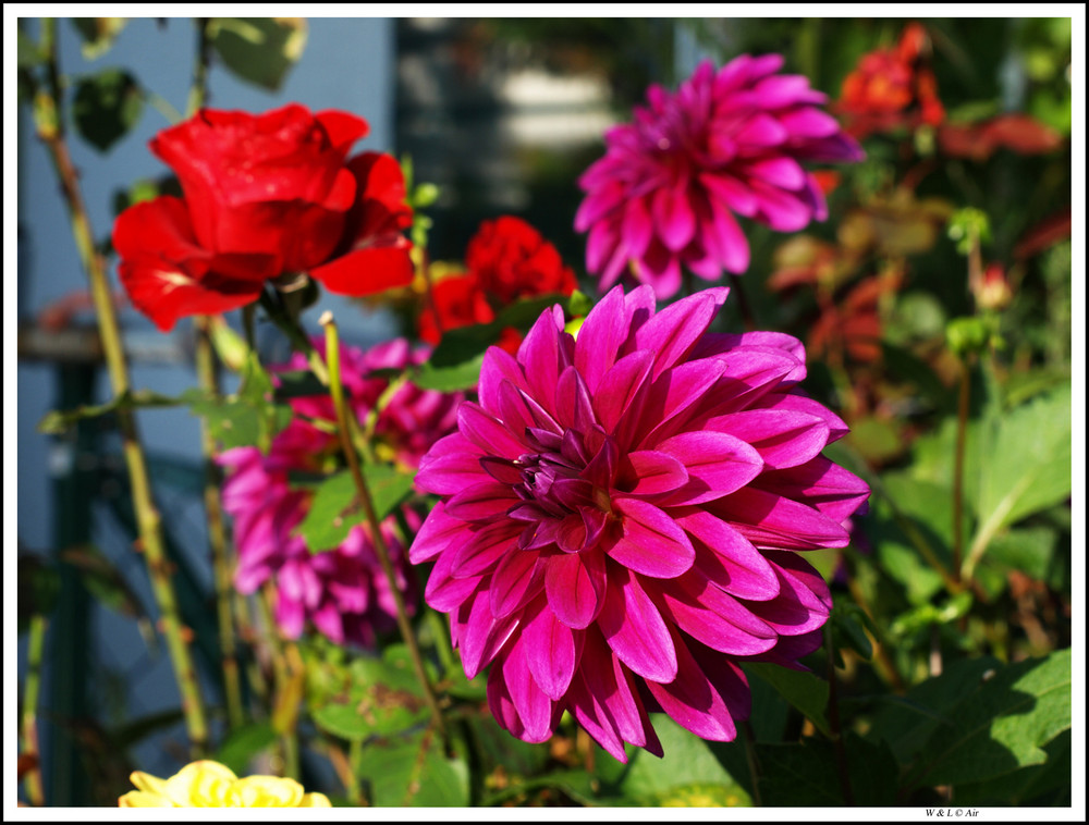 Blumen aus den Garten