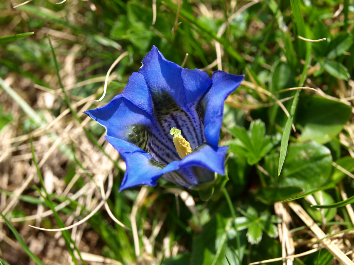 Blumen aus den Tiroler Alpen