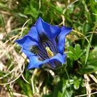 Blumen aus den Tiroler Alpen