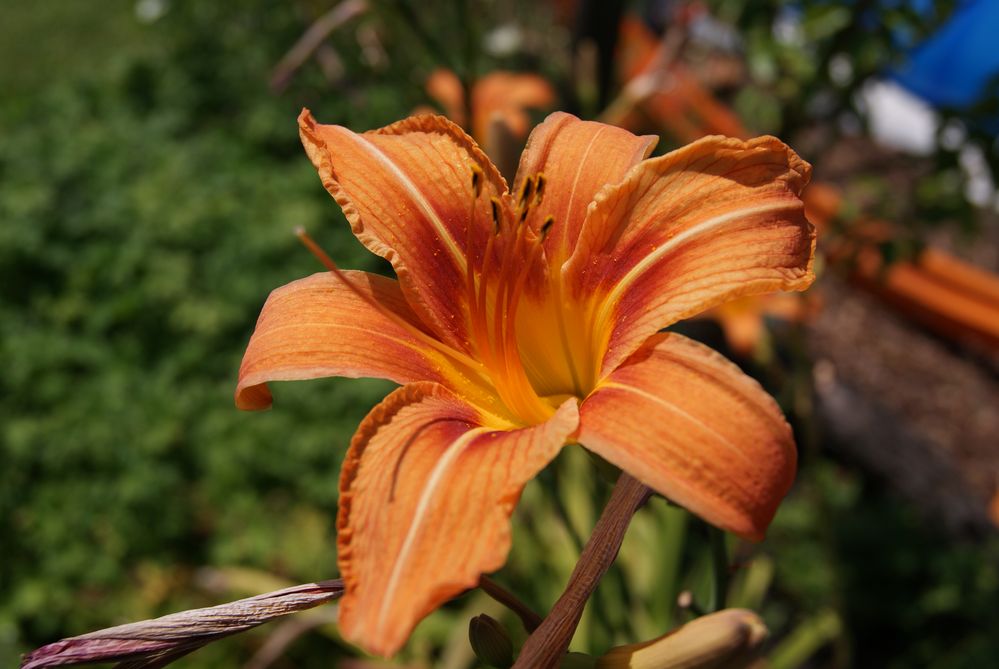 Blumen aus eignener saat