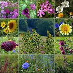 Blumen aus einem Bauerngarten