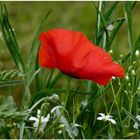 Blumen aus einem Blühstreifen