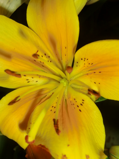 Blumen - aus einem bunten Blumenstrauß