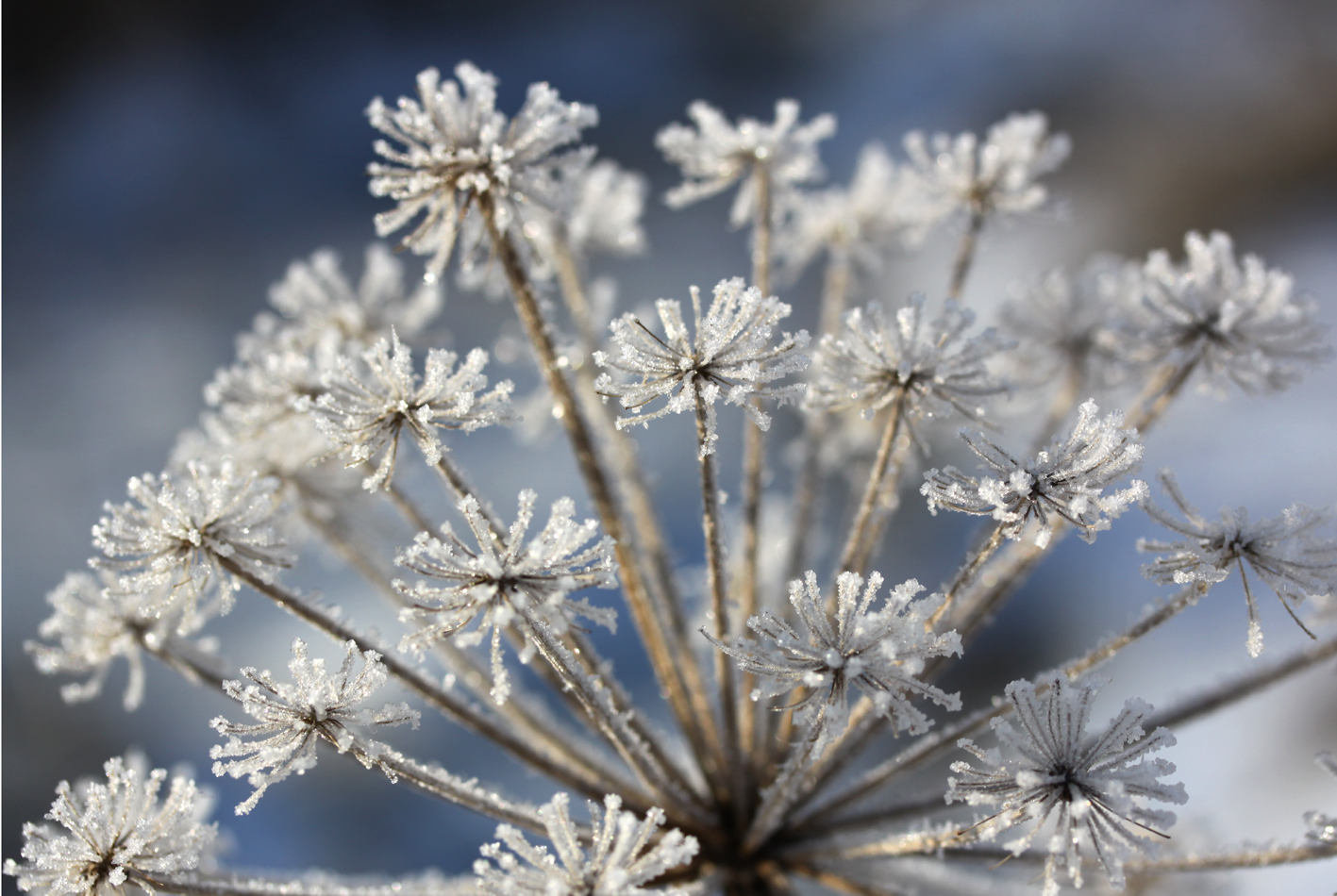 Blumen aus Eis 