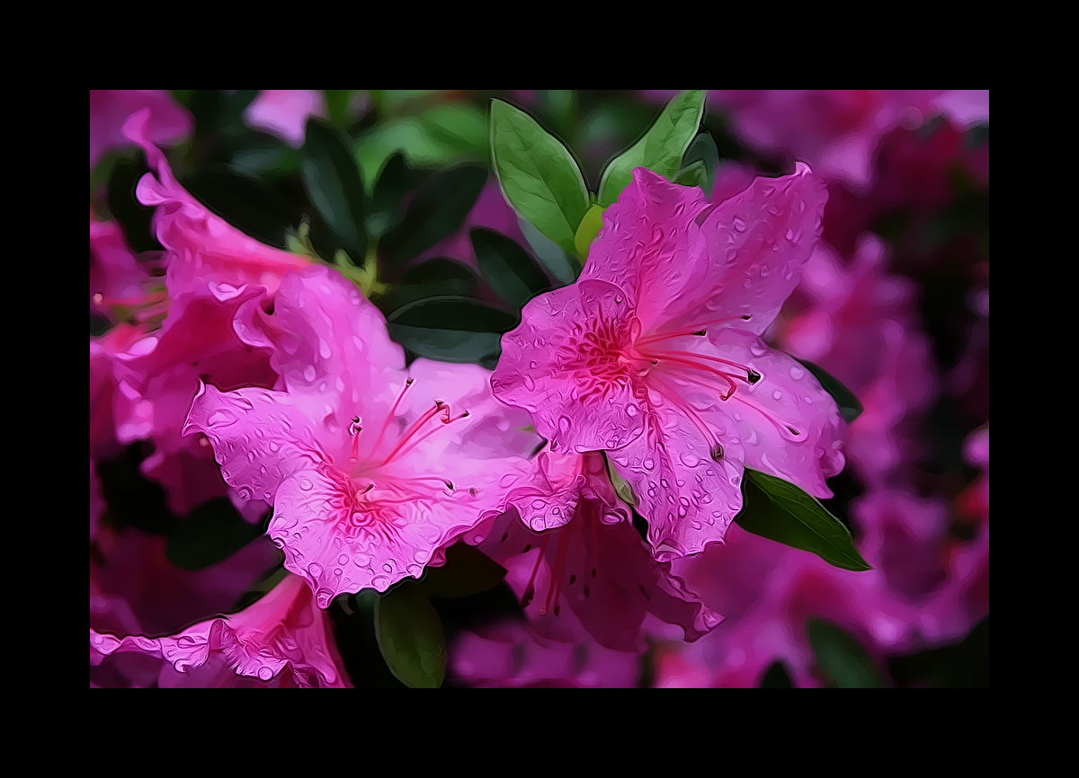 Blumen aus Kolumbien